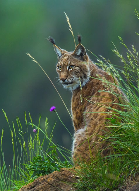 lynx BFC