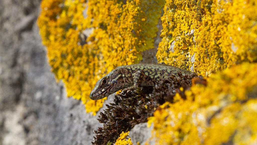 lezard des murailles