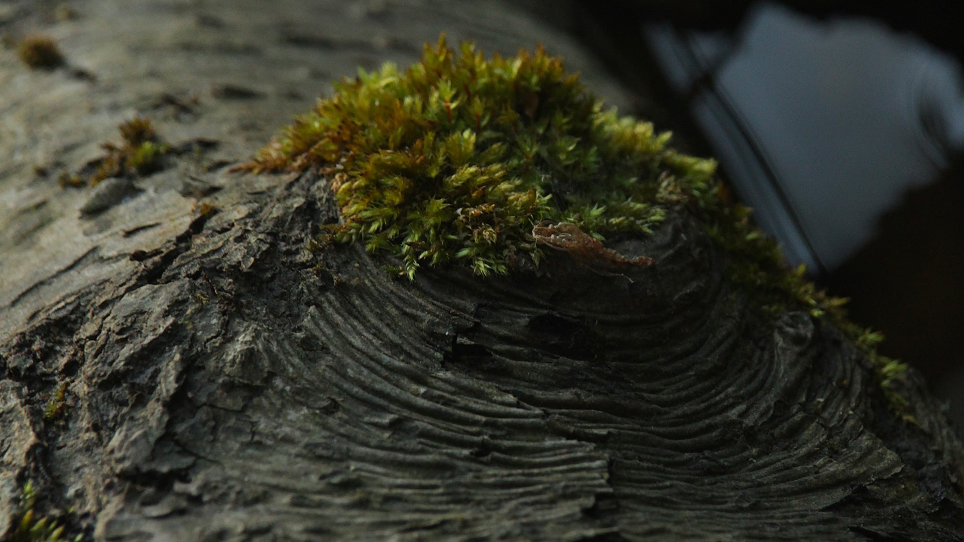 Ecorce arbre