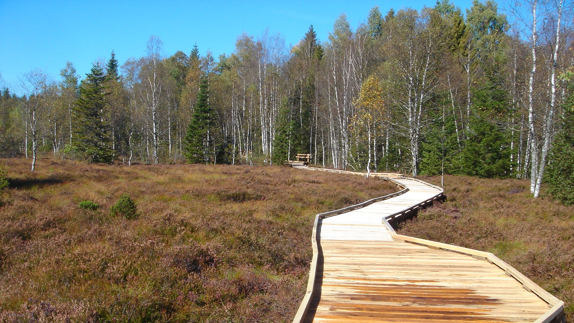 chemin de bois en foret