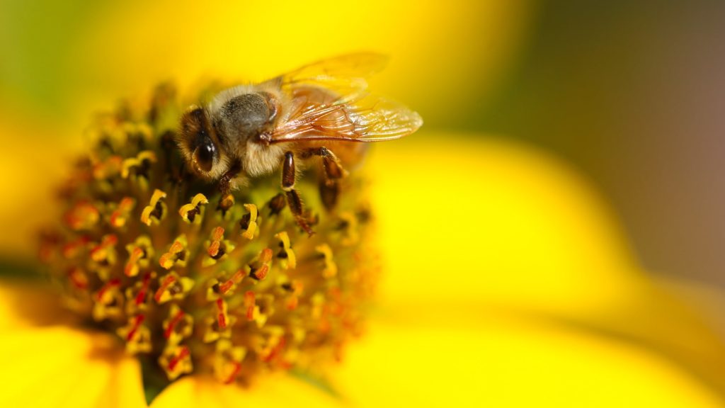 abeille fleur jaune