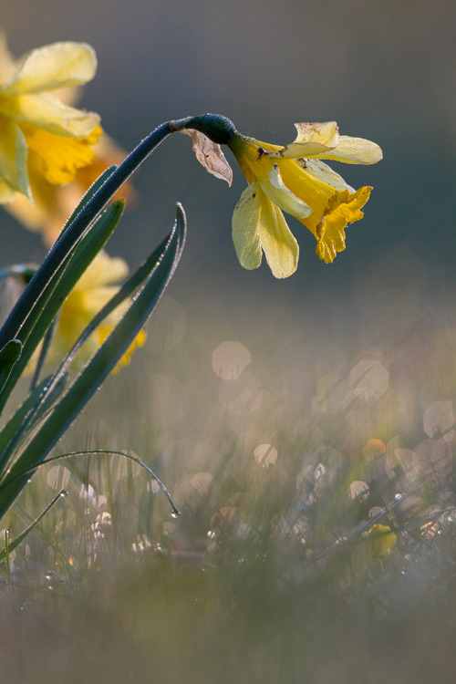 jonquilles