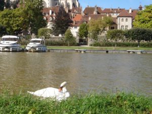 cygne dole Jura