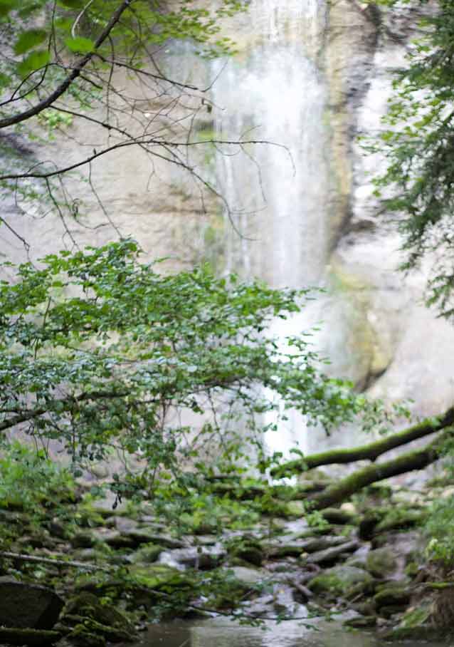 foret bresse jura