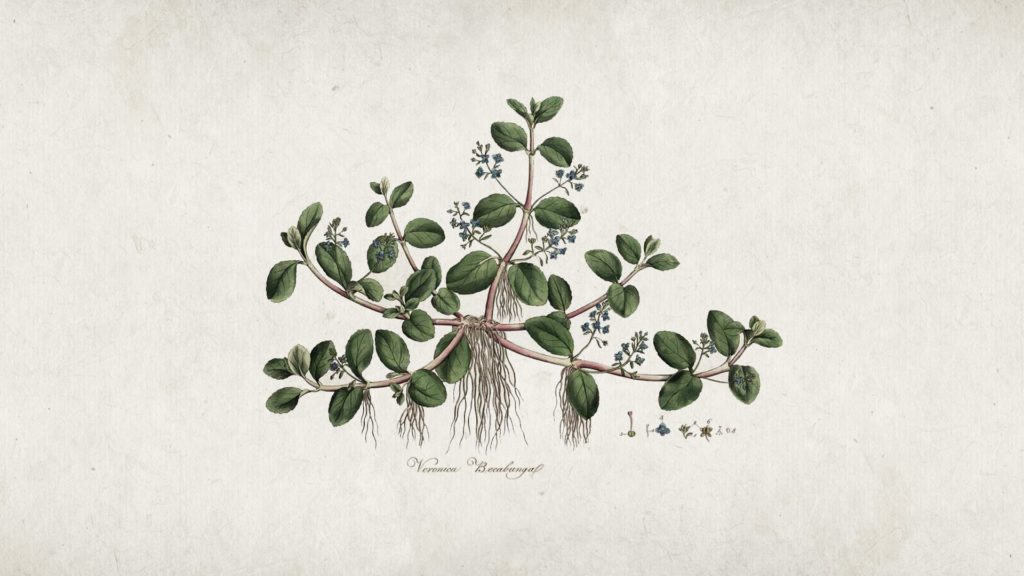 illustration plante