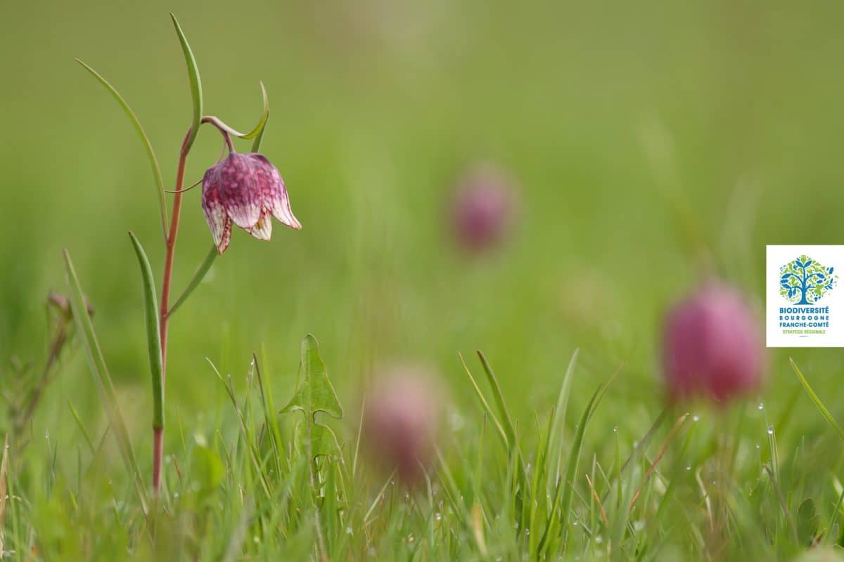 Fritillaire pintade, Plante