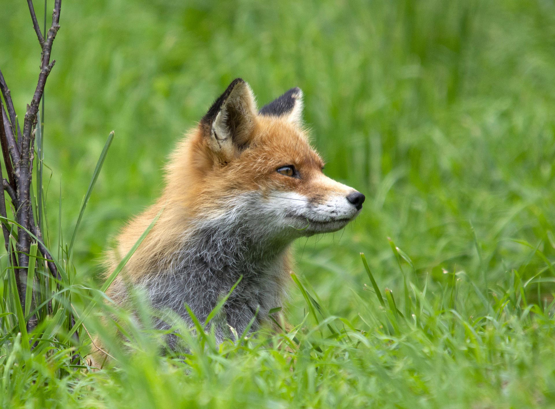 Le renard  Office français de la biodiversité