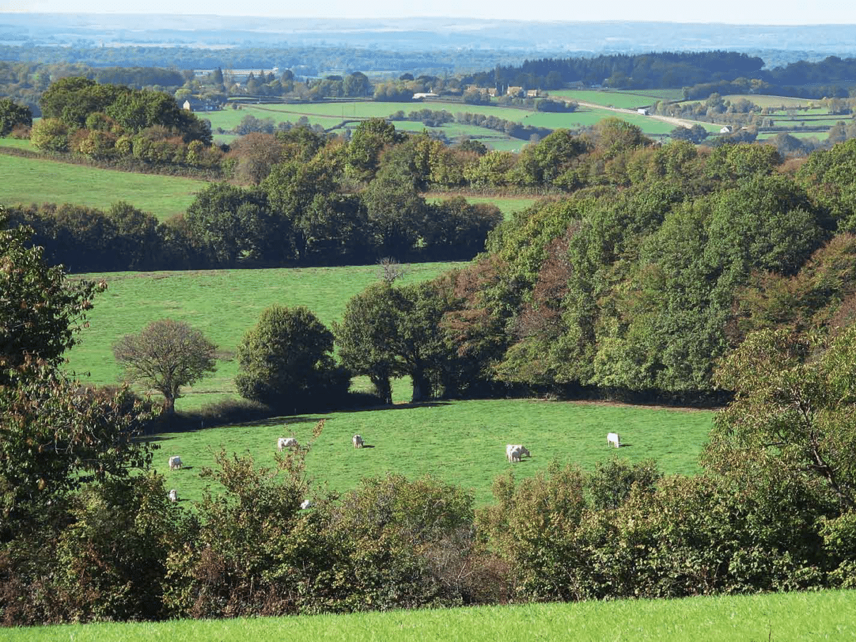 Pâturages vu du ciel avec des vaches qui broutent