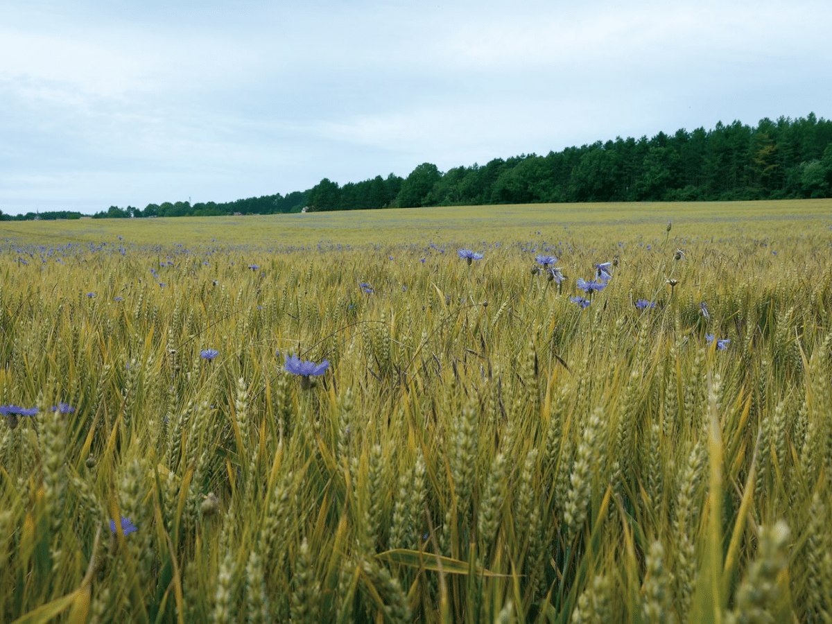 Champ de céréales parsemé de fleurs bleues, bordé par une forêt sous un ciel clair.