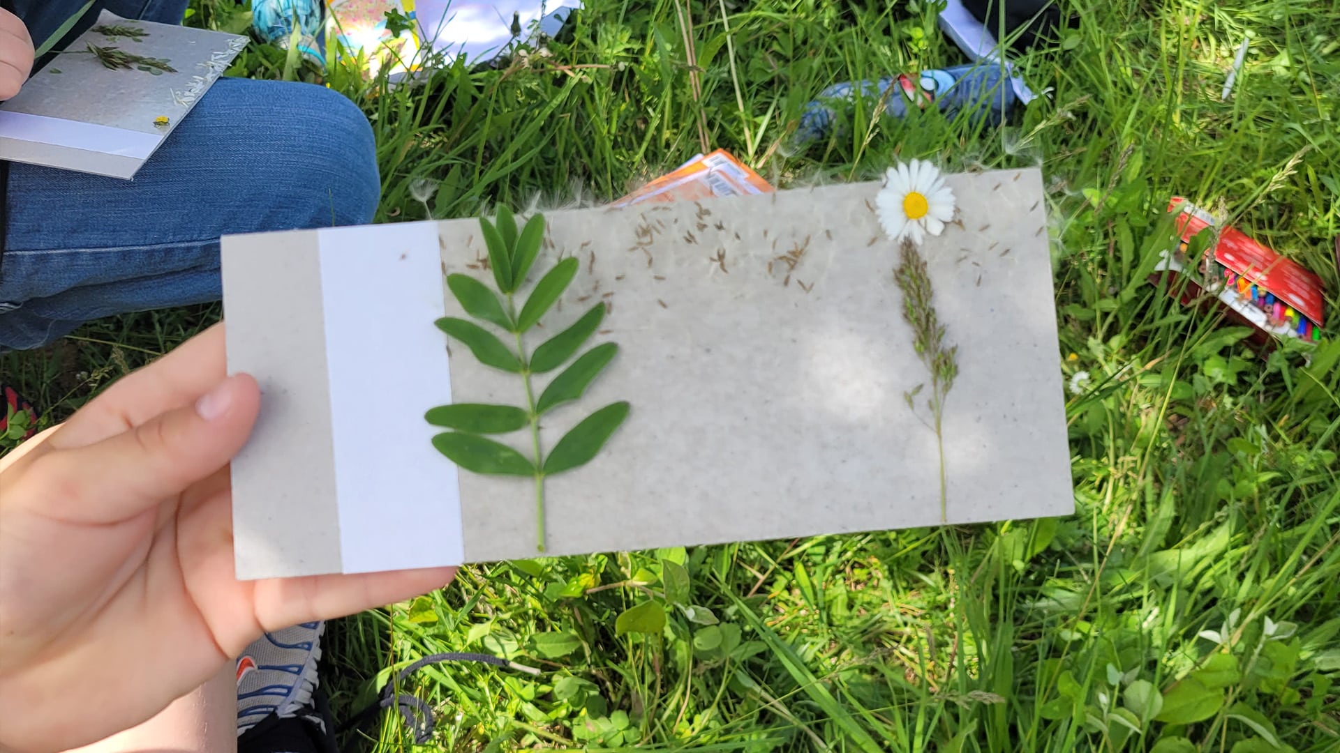 Différentes plantes sur un support cartonné