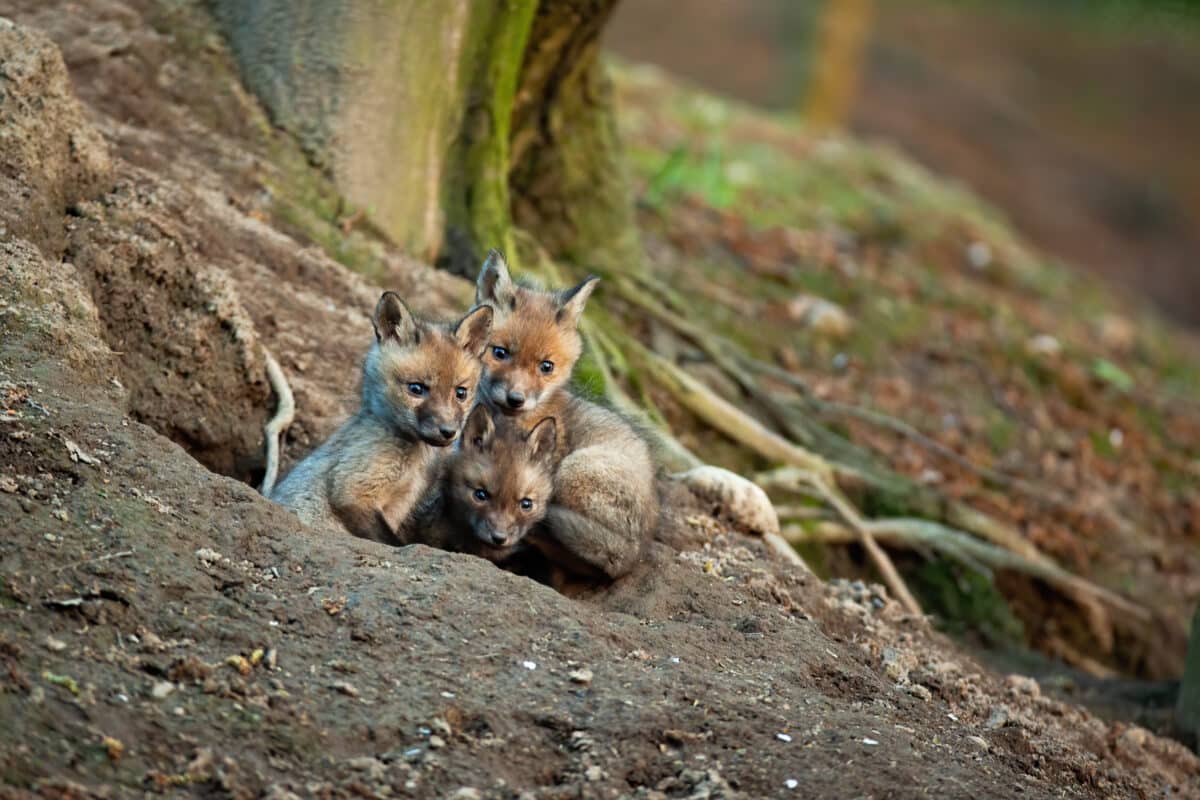 Famille de renardeaux