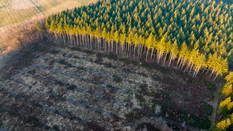 Forêt exploitée