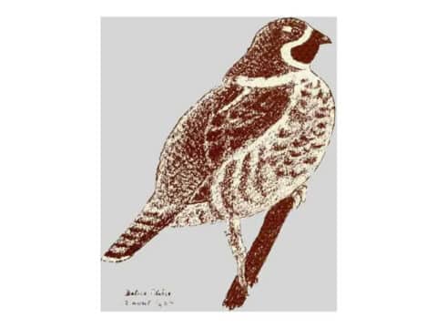 Groupe Ornithologique du Jura
