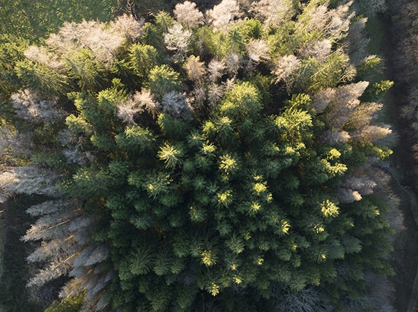 Vue drone d'une forêt
